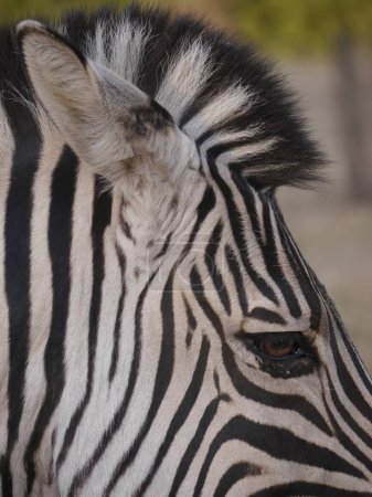 Close up of zebra's head with eye, mane, vivid stripes, South Africa. High quality photo