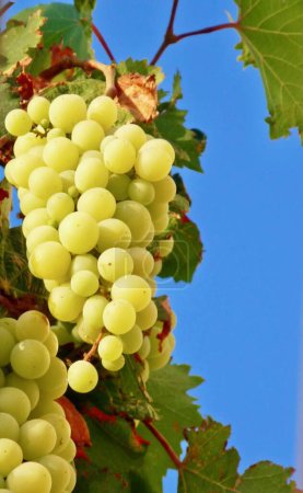 Close up of vivid bunches of grapes against a bright blue clear sky in Sicilian vineyard, copy space. High quality photo