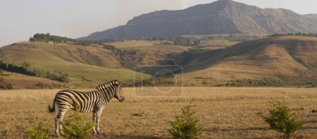 Vista panorámica de las colinas de Drakensberg con una cebra de pie en primer plano y espacio de copia, Sudáfrica. Foto de alta calidad