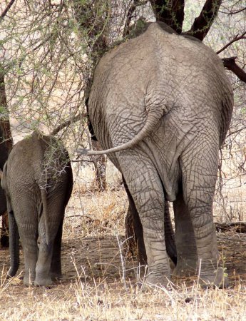 Graciosa vista trasera de un adulto y un elefante bebé lado a lado, Tanzania. Foto de alta calidad