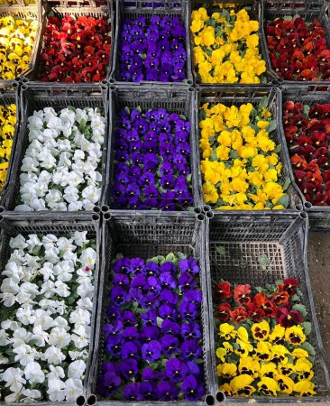 Colourful selection of pansies, Chorsu market, Tashkent, Uzbekistan. High quality photo