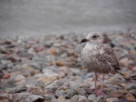 Close up of brown and white mottled Seagull looking at camera beach, Wales, UK with copy space. High quality photo