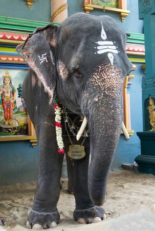 Primer plano del elefante fuera del templo de Vinayagar de Arulmigu Manakula sur de la India. Foto de alta calidad