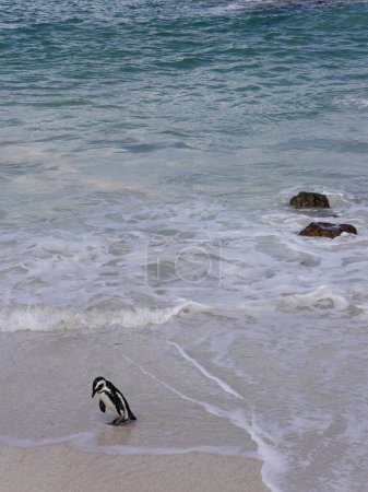  Ein trauriger einsamer Pinguin, der mit gesenktem Kopf an einem Strand spaziert, hinter dem Wellen und Felsen im Meer liegen. Reichlich Kopierraum. Hochwertiges Foto