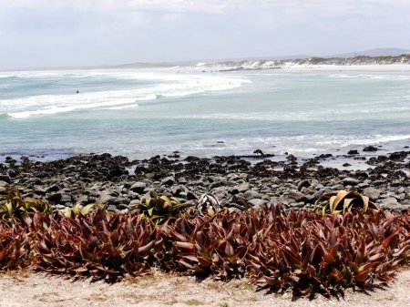 Blick auf den unberührten südafrikanischen Strand mit Meerespflanzen im Vordergrund. Hochwertiges Foto