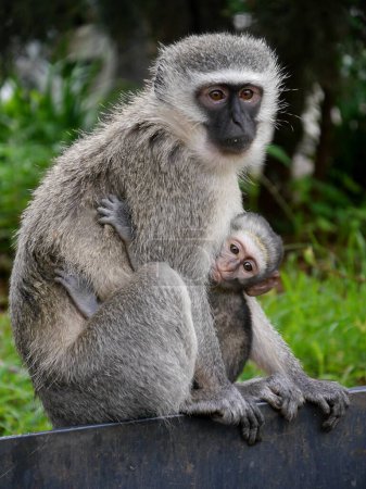 Madre y bebé monos vervet en abrazo amoroso, Sudáfrica. Foto de alta calidad