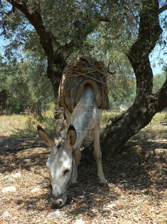 Gentle white Donkey eating grass under tree on Greek island Skopelos. High quality photo