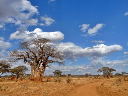 Stunning view of baobab tree in savanna and sky, Serengeti, Tanzania. Ample copy space. High quality photo