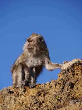 Close up of long tailed macaque monkey, Kelimutu volcano, Flores, Indonesia with background of clear blue sky for copy space High quality photo