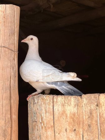 Primer plano de paloma blanca y tierna posada en el poste, Essaouira, Marruecos. Foto de alta calidad