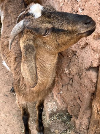 Téléchargez les photos : Gros plan sur le visage d'une chèvre de ferme douce et brune à la campagne, au Maroc. Photo de haute qualité - en image libre de droit