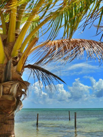 Gorgeous swaying palms and bright blue sky, Caye Caulker, Belize.Copy space. High quality photo