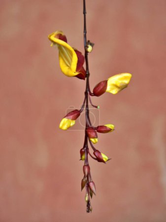 Schöne Nahaufnahme der Thunbergia Myensore Pflanze, Antigua, Guatemala. Hochwertiges Foto