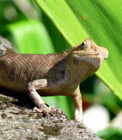 Funny close up of lizard on wall with head turned to one side, looking nervous . High quality photo