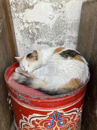 Stray cat sleeping on red painted tin in medina, Essaouira, Morocco. High quality photo