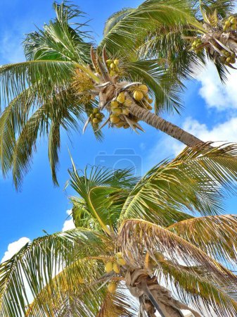 Großaufnahme von schwankenden Kokospalmen, blauem Himmel, Playa del Carmen, Mexiko. Hochwertiges Foto