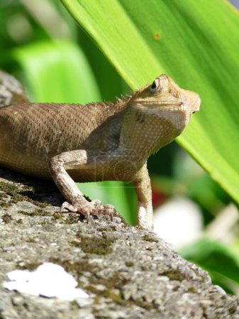 Funny close up of Himalayan lizard, looking at camera, Pokhara, Nepal. Copy space. High quality photo