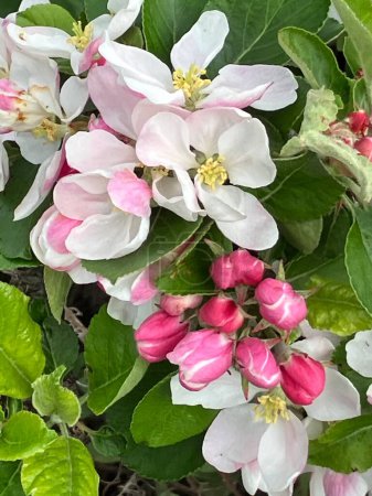Nahaufnahme von hübschen rosa Apfelblüten und Blättern. Hochwertiges Foto