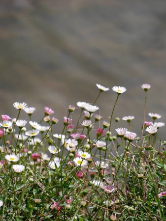 Pink and white daisies with blurred background. High quality photo