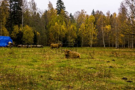 Foto de Pasto forestal con toros de pastoreo - Imagen libre de derechos