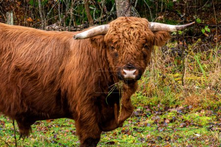 Foto de Retrato de un toro escocés en un pasto - Imagen libre de derechos