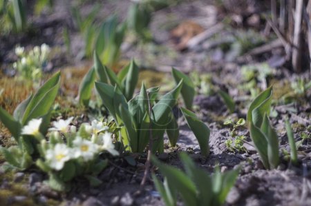 Téléchargez les photos : Fleurs au printemps. Tourné sur Sony A5000 et Helios-103 1.8 / 53 - en image libre de droit