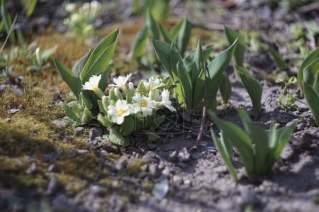 Téléchargez les photos : Fleurs au printemps. Tourné sur Sony A5000 et Helios-103 1.8 / 53 - en image libre de droit
