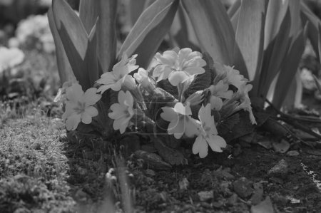 Flowers in spring.black and white photo.