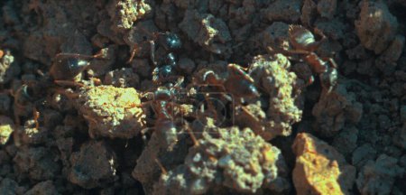 Makrofotografie aus der Insektenlebensreihe