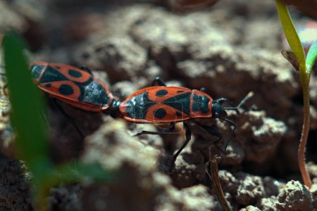 Macro photography from the Insect Life series
