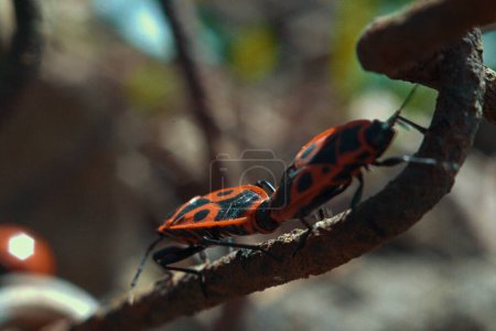Macro photography from the Insect Life series