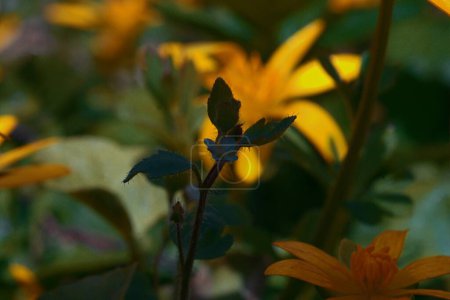Foto de Macro fotografía de flores. olla de miel - Imagen libre de derechos