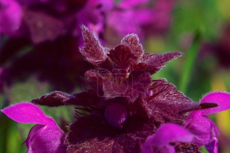 Foto de Macro fotografía de flores. olla de miel - Imagen libre de derechos