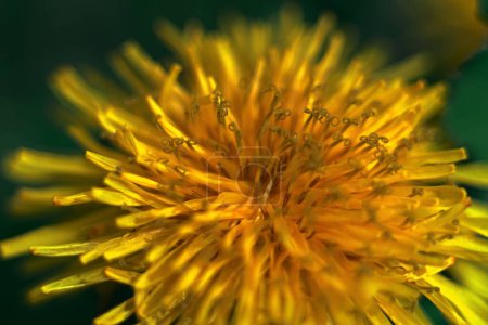 Macro photography of flowers. Dandelion