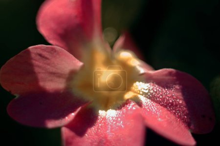 Photo for Macro photography of flowers - Royalty Free Image