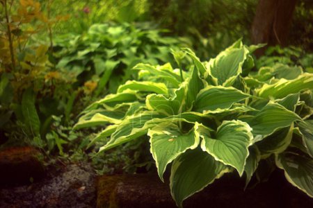 Photo for A selective focus of beautiful plant in the garden - Royalty Free Image