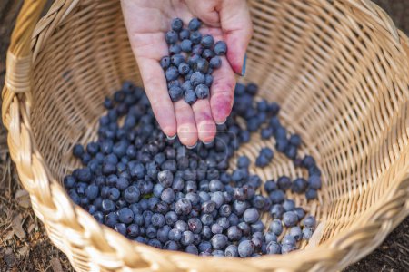 Photo for Basket with blueberries close-up. Berry picking season. Collect blueberries in a basket. - Royalty Free Image