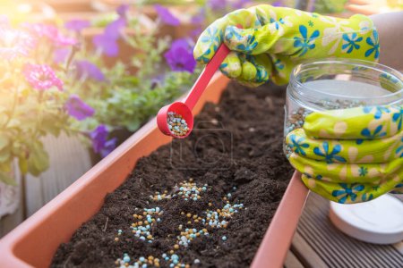 Photo for Fertilizers for flowers. The process of feeding flowers before planting in flower pots. Close-up womans hand sprinkles the ground with fertilizer granules, the concept of gardening and floriculture - Royalty Free Image
