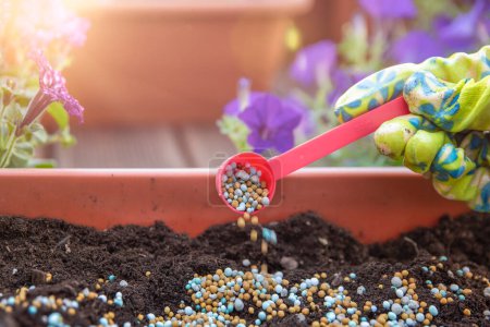 Photo for Fertilizers for flowers. The process of feeding flowers before planting in flower pots. Close-up womans hand sprinkles the ground with fertilizer granules, the concept of gardening and floriculture - Royalty Free Image