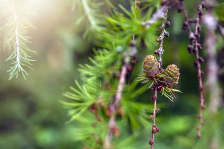 Téléchargez les photos : Japanese larch. Fresh green leaves of Japanese larch, Larix kaempferi in summer. Larch cones on a branch - en image libre de droit