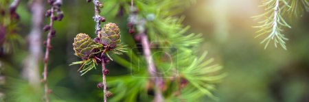 Téléchargez les photos : Japanese larch. Fresh green leaves of Japanese larch, Larix kaempferi in summer. Larch cones on a branch - en image libre de droit