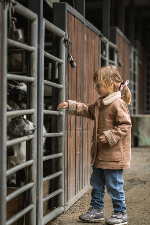 Happy little caucasian girl petting goats through the bars of the paddock at the farm Poster 618751630