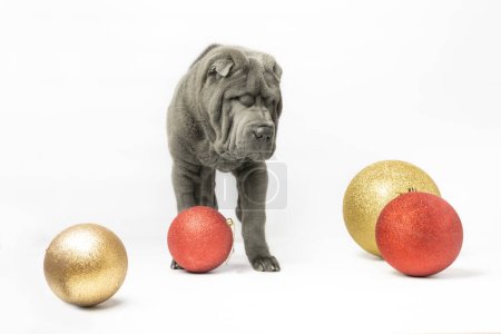 Adorable Shar Pei puppy isolated on the white background. Dark grey Sharpei 3 years old dog next to red and golden Christmas decorations. Happy New Year background