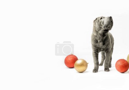 Téléchargez les photos : Adorable Shar Pei puppy isolated on the white background. Dark grey Sharpei 3 years old dog next to red and golden Christmas decorations. Happy New Year background - en image libre de droit