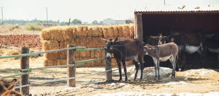Donkey farm in arid terrain. Donkeys eating hay next to the wooden fence. Adventure on the farmland during vacation. Sunny day and tropical view scenery