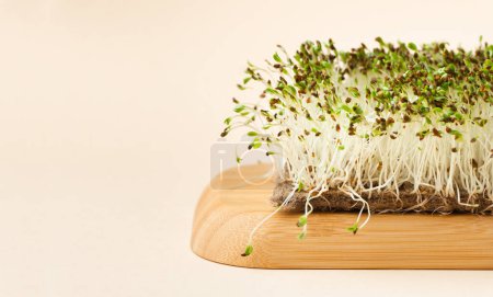 Foto de Macro shot of alfalfa microgreen sprouts on the bamboo wooden board against beige background. Healthy nutrition concept. Raw sprouted seeds of microgreens salad - Imagen libre de derechos