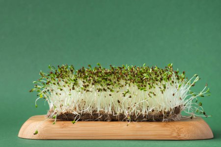 Foto de Macro shot of alfalfa microgreen sprouts on the bamboo wooden board against green background. Healthy nutrition concept. Raw sprouted seeds of microgreens salad - Imagen libre de derechos