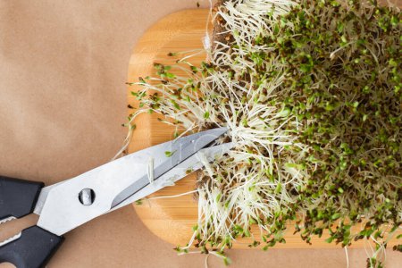 Téléchargez les photos : Macro shot of alfalfa microgreen sprouts on the brown paper textured background next to scissors and spray. Flat lay. Healthy nutrition concept. Taking cake of raw sprouted seeds of microgreens salad. - en image libre de droit