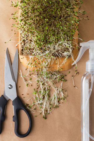 Foto de Macro shot of alfalfa microgreen sprouts on the brown paper textured background next to scissors and spray. Flat lay. Healthy nutrition concept. Taking cake of raw sprouted seeds of microgreens salad. - Imagen libre de derechos