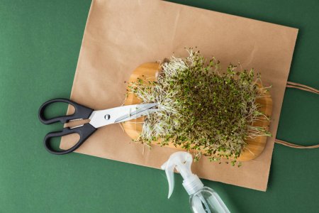 Téléchargez les photos : Macro shot of alfalfa microgreen sprouts on the brown paper textured background next to scissors and spray. Flat lay. Healthy nutrition concept. Taking cake of raw sprouted seeds of microgreens salad. - en image libre de droit